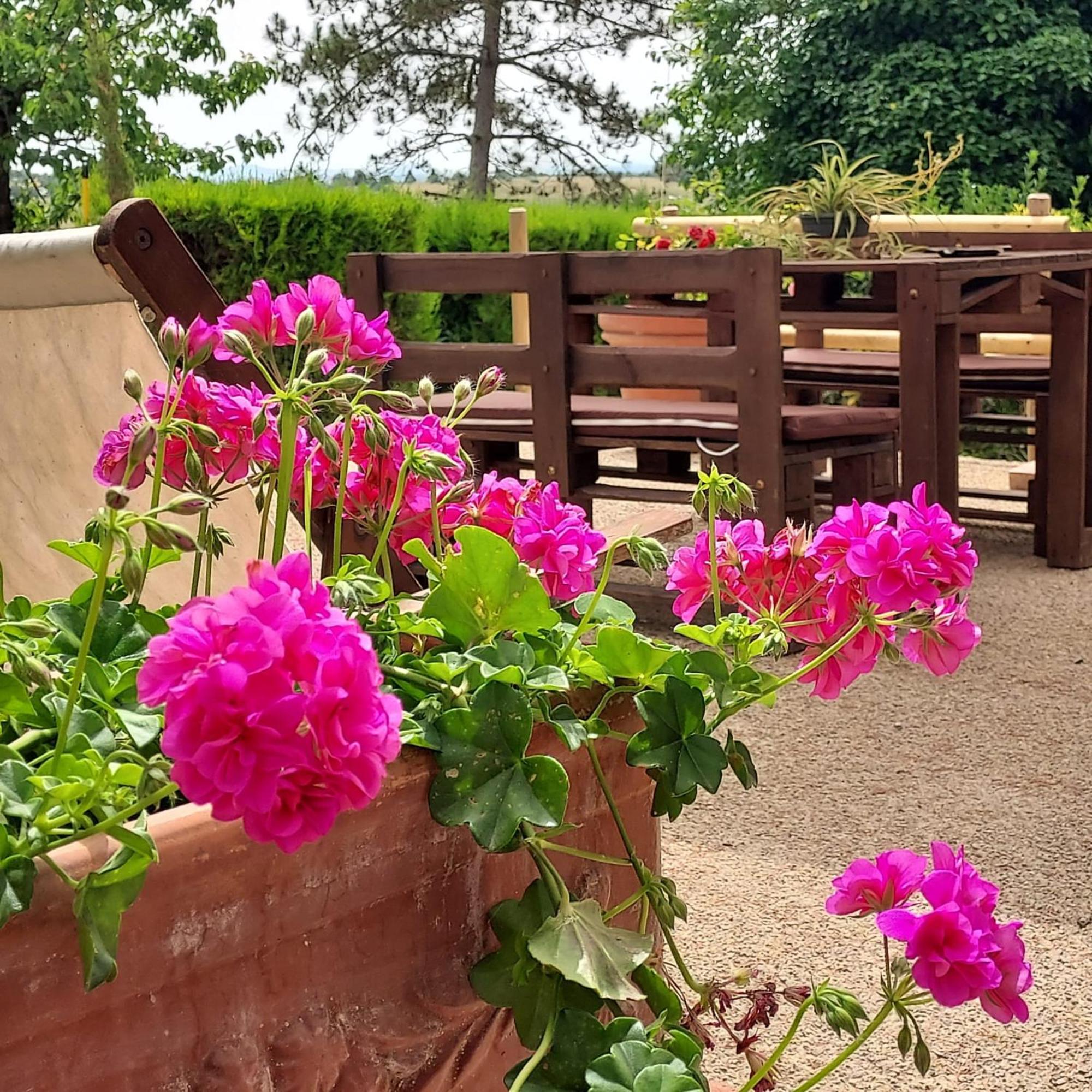 Agriturismo Il Colle Siena Exterior photo